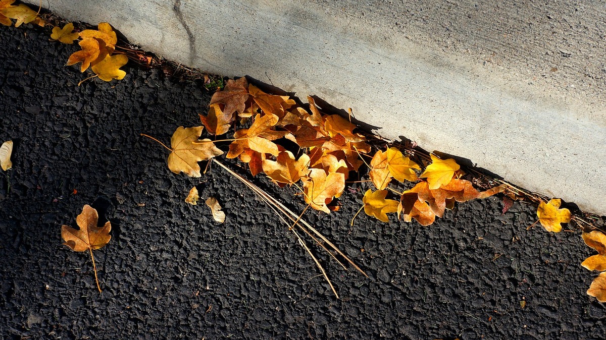 Leaves on blacktop